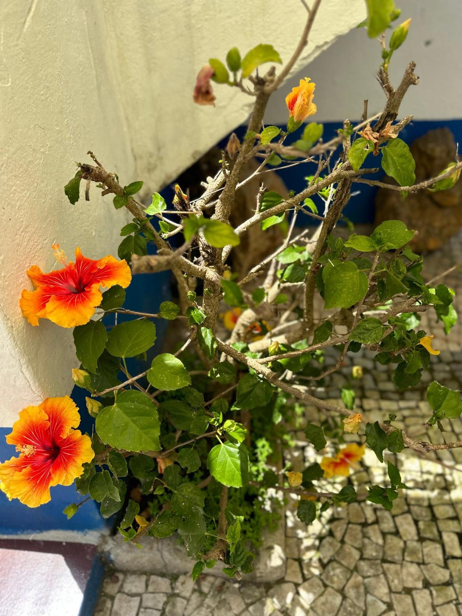 Casa Do Poco Bed & Breakfast Obidos Ngoại thất bức ảnh